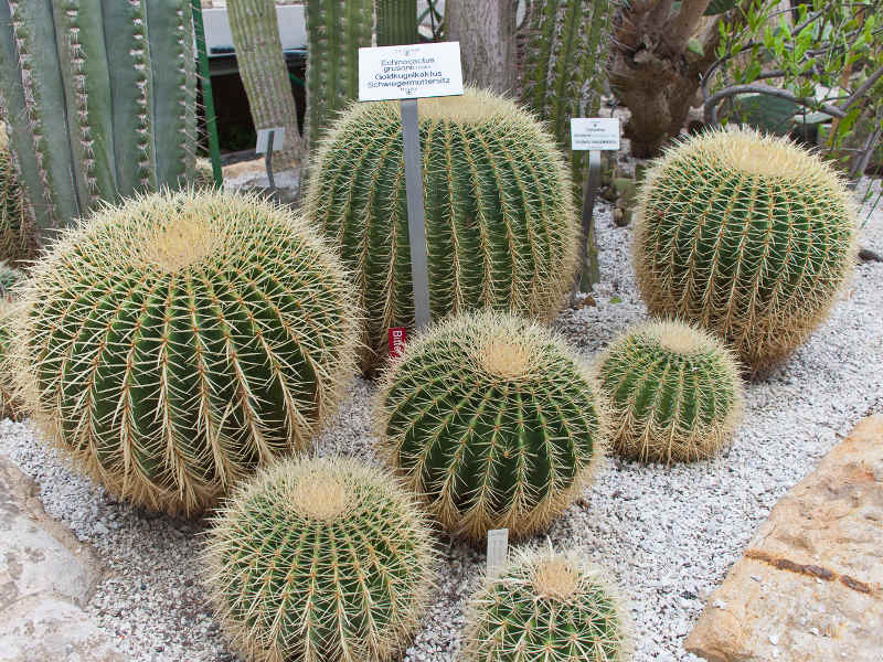 Botanischer Garten Urlaub In Greifswald